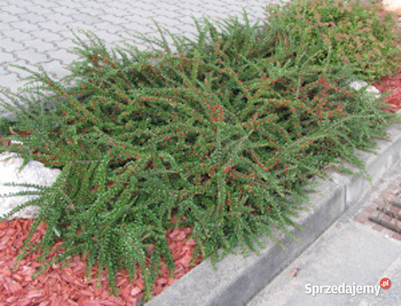 IRGA POZIOMA Cotoenaster sadzonki w doniczkach