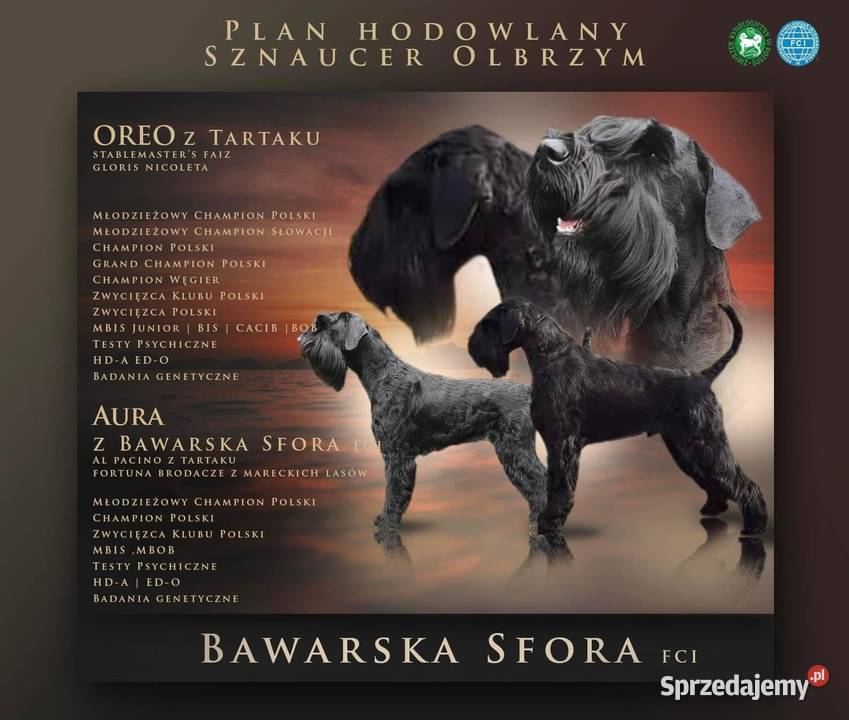 Sznaucer olbrzym Czarny Dobczyn