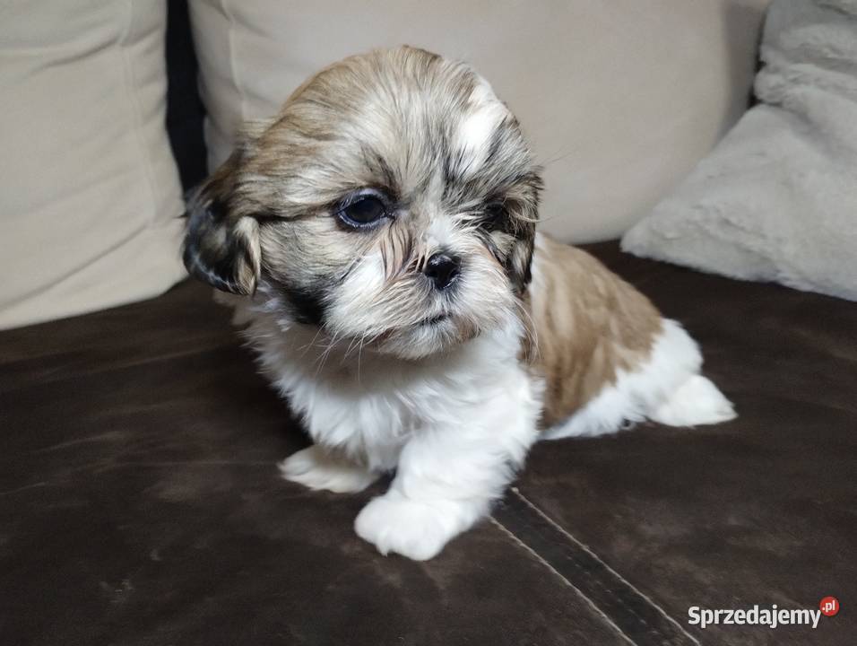 Shih TZU Shitzu łódzkie Żychlin
