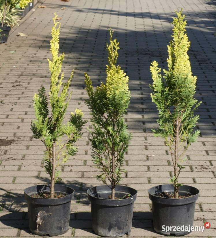 Cyprysik lawsona Stardust mega sadzonka wielkopolskie Osiny