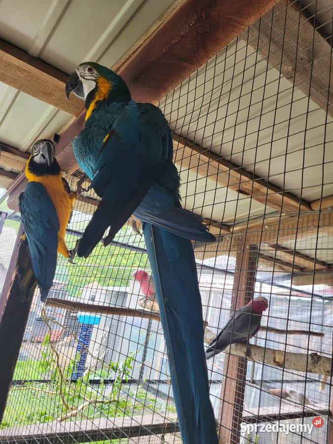 Para Ara ararauna mazowieckie Przesmyki