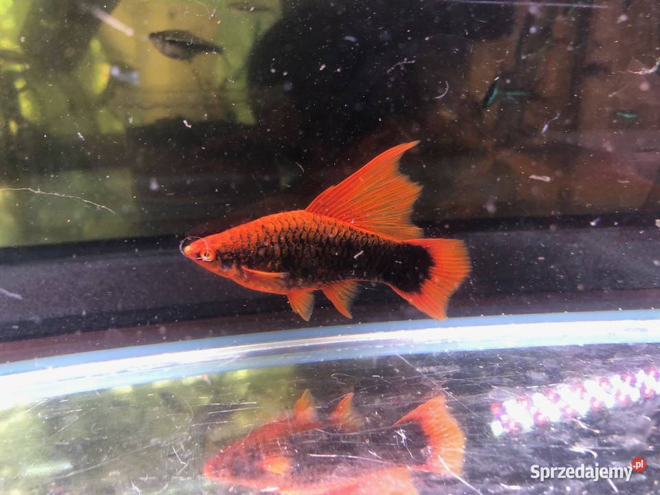 Mieczyk Hamburgi Red Alpha Justynów