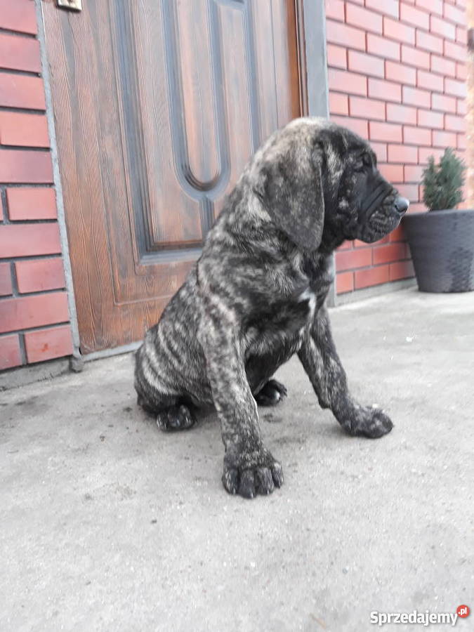 Szczeniaki Dog Kanaryjski Dogo Canario Piątek