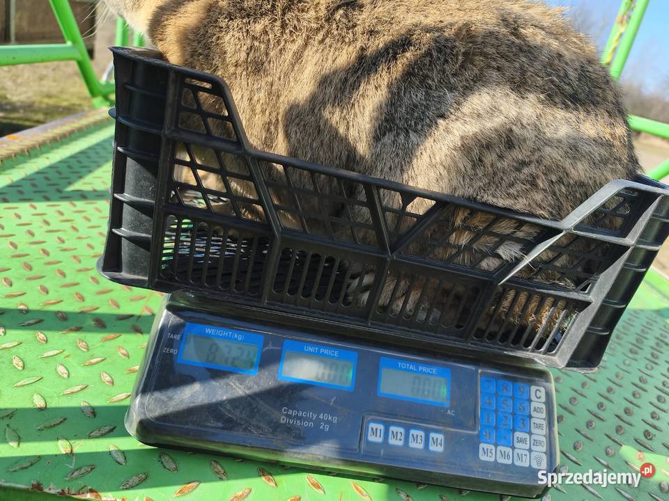 Duża samica Mieszaniec Jasieniec