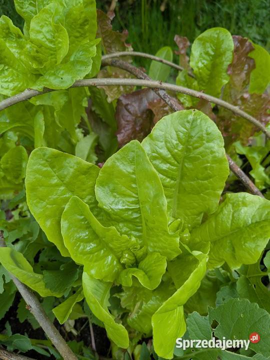 Cykoria pikantna nasiona Kraków sprzedam