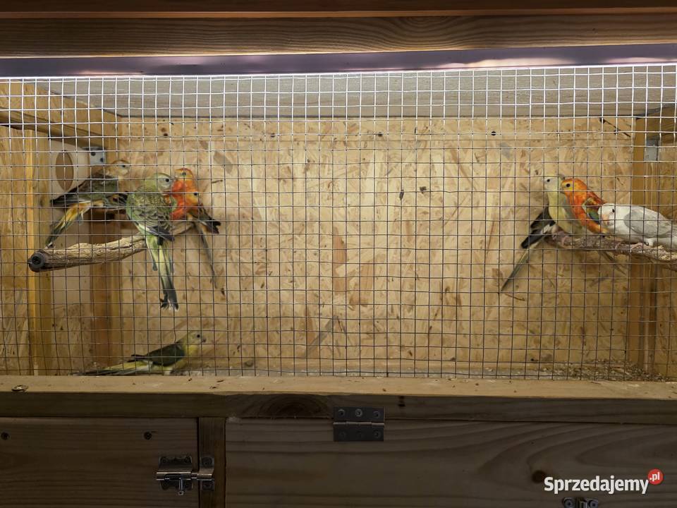 Świergotki i modrolotki Ptaki Chojnice