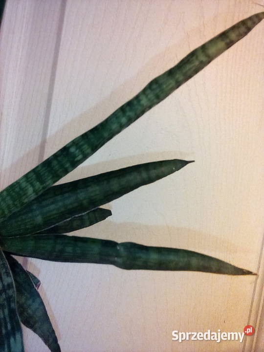 Sansewieria ciekawa odmiana kolorystyczna w Kraków