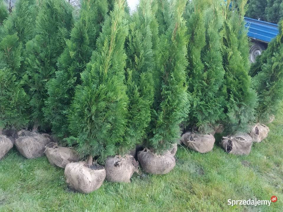 Tuja Smaragd 130140 szmaragd Kraków Wawrzeńczyce
