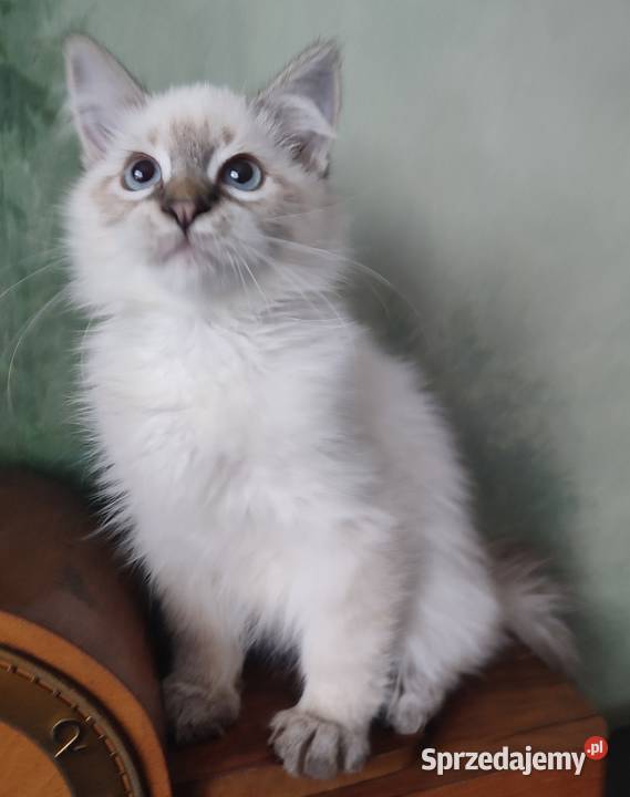 Willi Dumka syberyjskie kocięta neva masquerade Warszawa