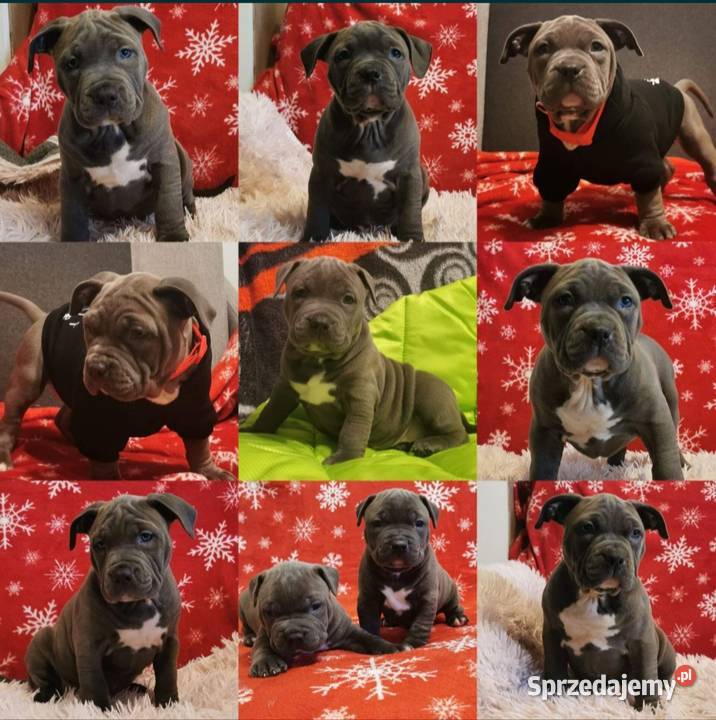 Amstaff BLUE I BŁĘKITNOPŁOWE ODBIÓR Amstaff Dęblin