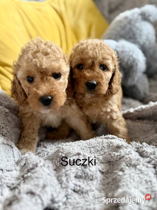 Cockapoo f1b śliczne szczenięta sprzedam