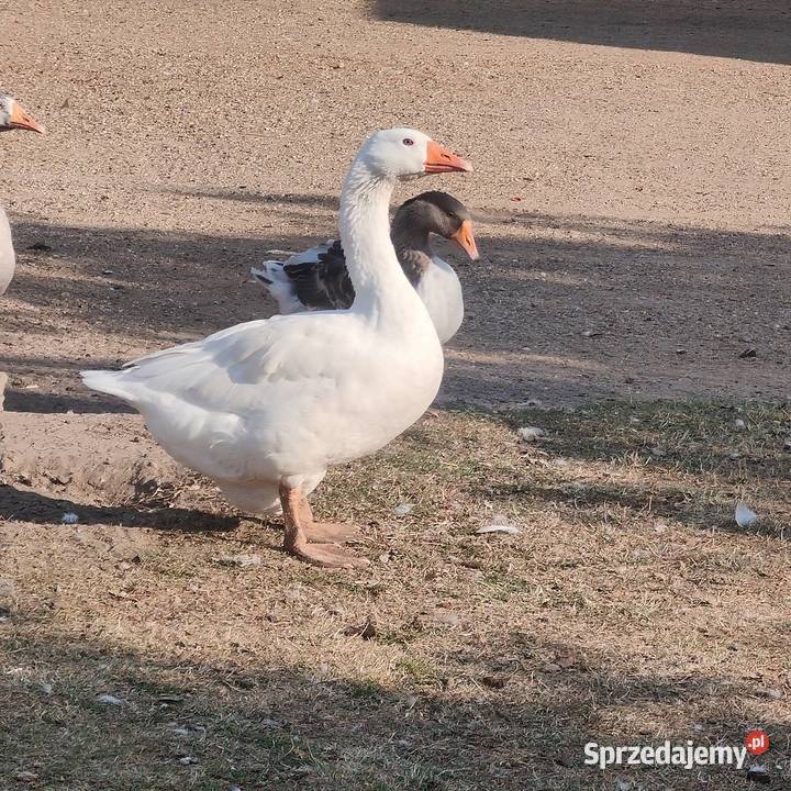 Sprzedam gęsi Osieczna
