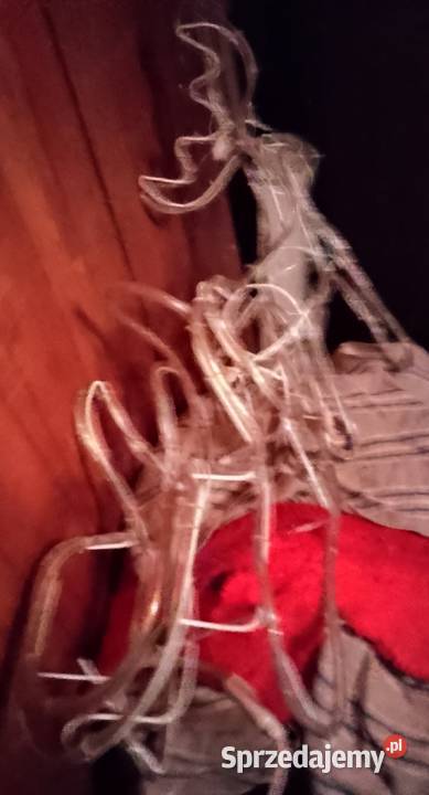 Sprzedam Renifera z sankam Kwidzyn sprzedam