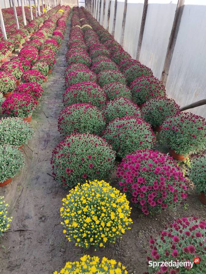 Chryzantemy Hurt Detal różne kolory sprzedam
