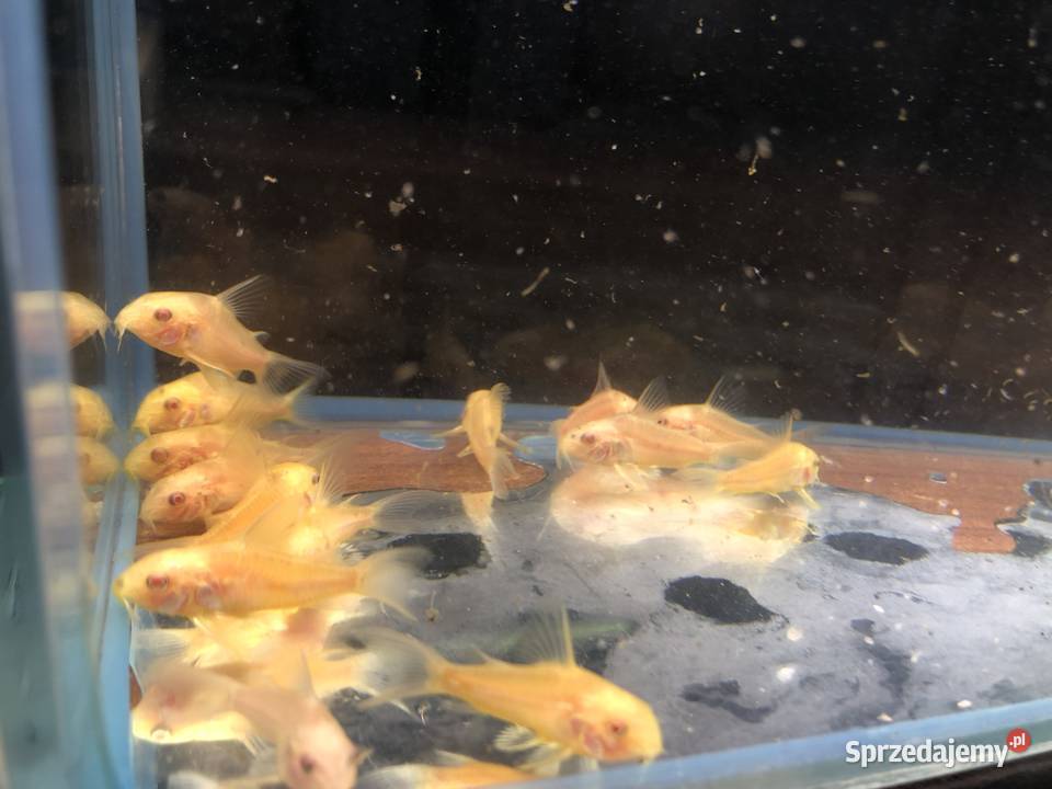 Kirys złoty kirysek albino Justynów