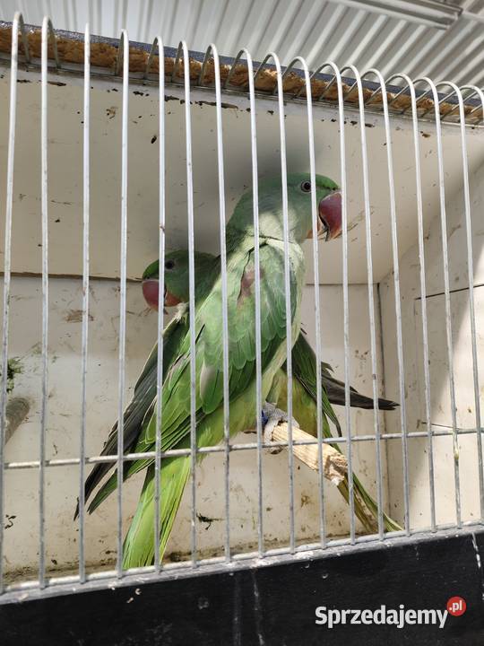 Aleksandretty wielkie szpalt Rybnik