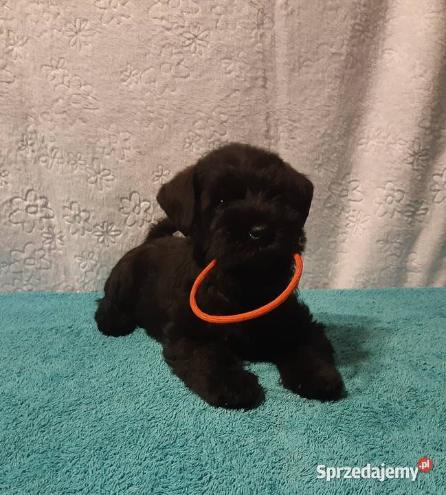 SZNAUCERY MINIATUROWE czarne maluszki z metryką Słomniki sprzedam