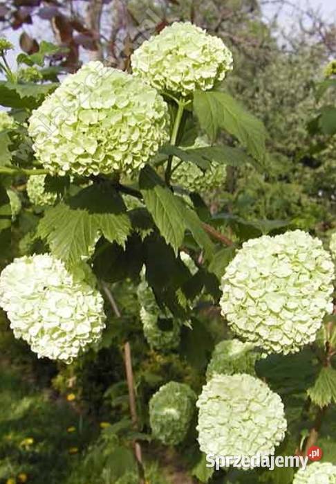 Kalina japońska koralowa wonna śląskie Knurów