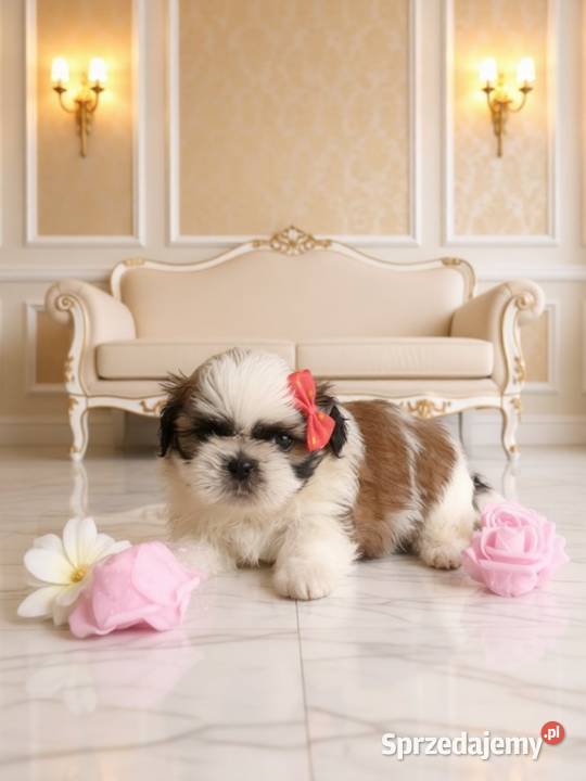GOTOWA DO ODBIORU piękna suczka rasy ShihTzu Kępno