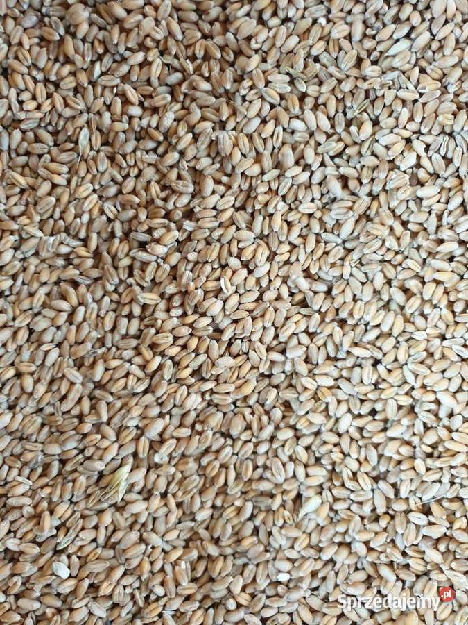Pszenica ESSA CENTRALI 2025 Bełżyce