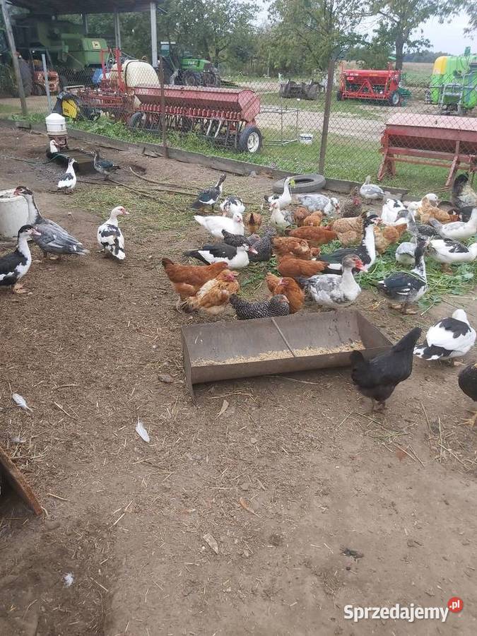 Sprzedam kaczki francuskie Rolnictwo łódzkie Opoczno