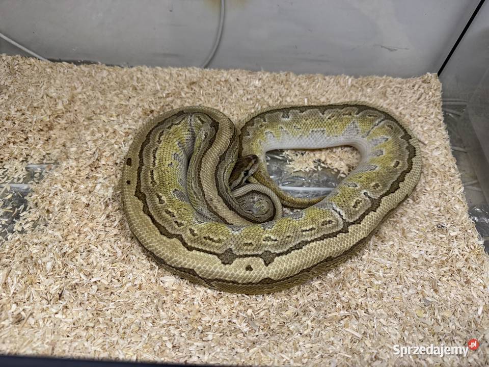 Python Regius królewski king pin samiec Gady i płazy kujawsko-pomorskie