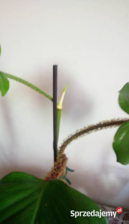 Kwiaty doniczkowe Philodendron squamiferum 001 Warszawa