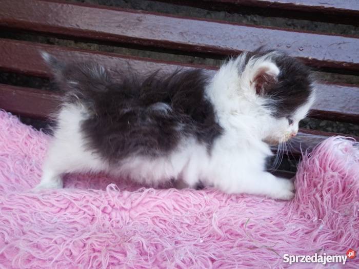 puchate syberyjskie kotki Koty Tarnów sprzedam