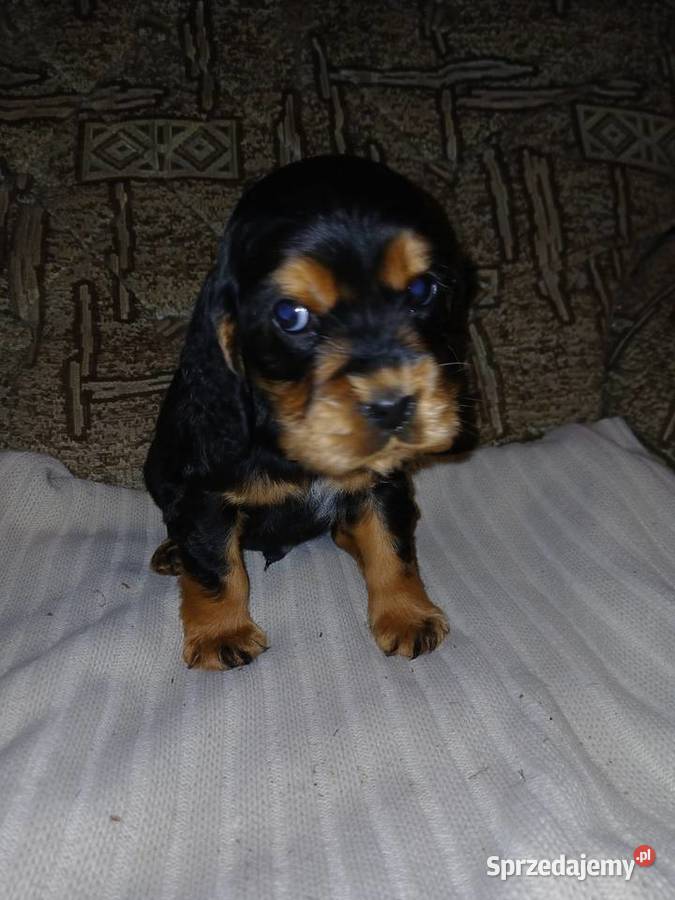 Cocker Spaniel Angielski piesek Sieradz sprzedam