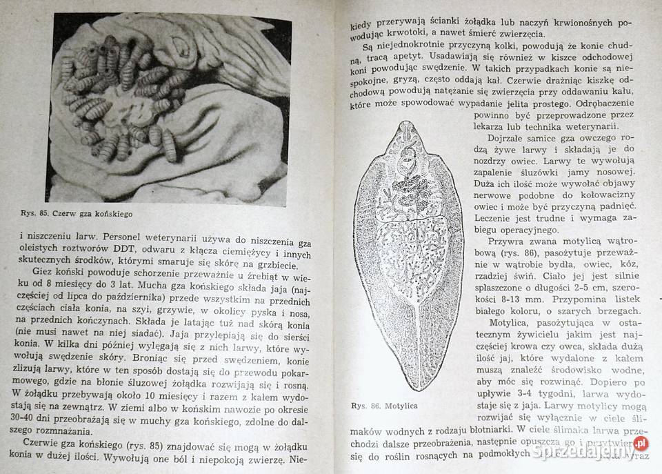 Zoohigiena Edward Szyfelbejn