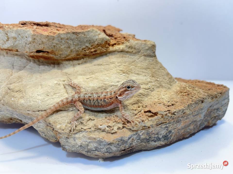 Agama Brodata Orange red translucent Gady i płazy