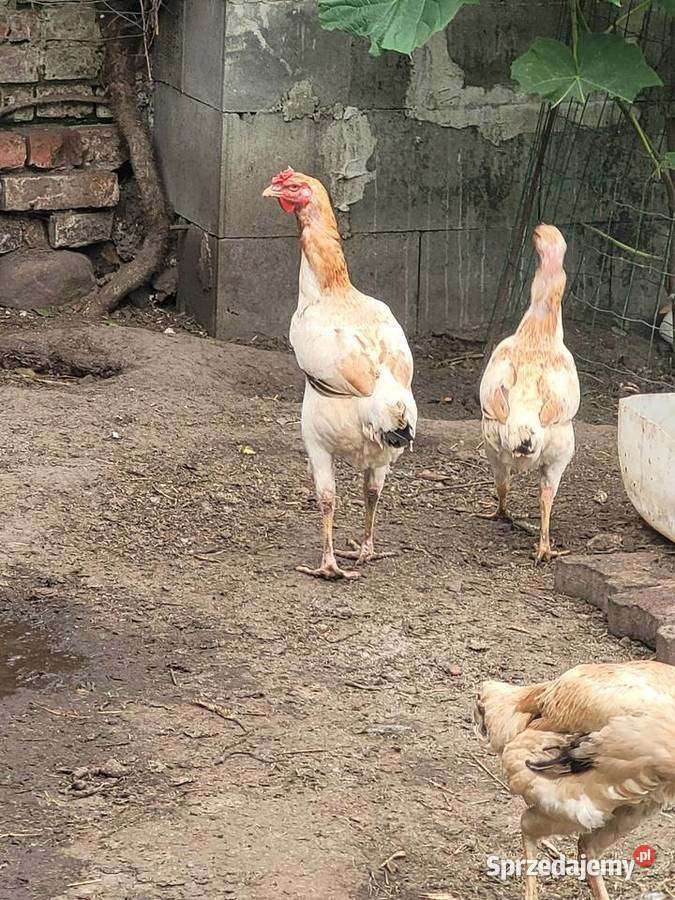 Bojowiec malajski kury Zielona Góra