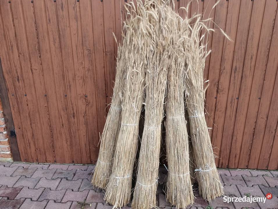 Słoma żytnia prosta Łopuszno sprzedam