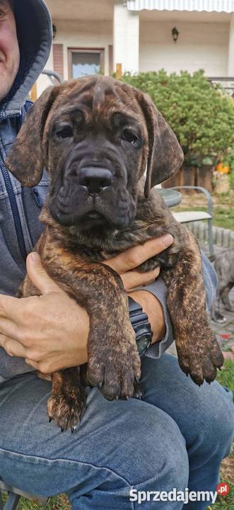 SZCZENIĘTA CANE CORSO Puławy