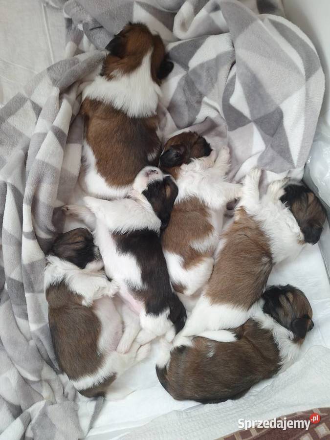 Przepiękne szczenięta Shih Tzu sprzedam