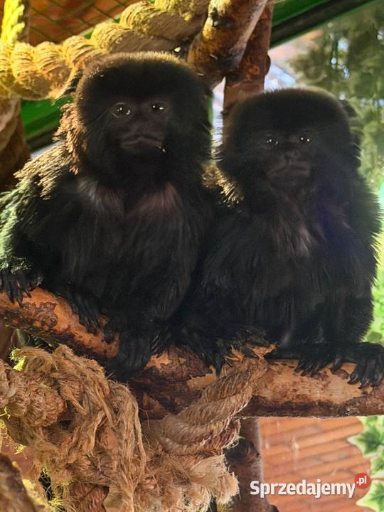 małpki Miko czarny (Callimico goeldii)