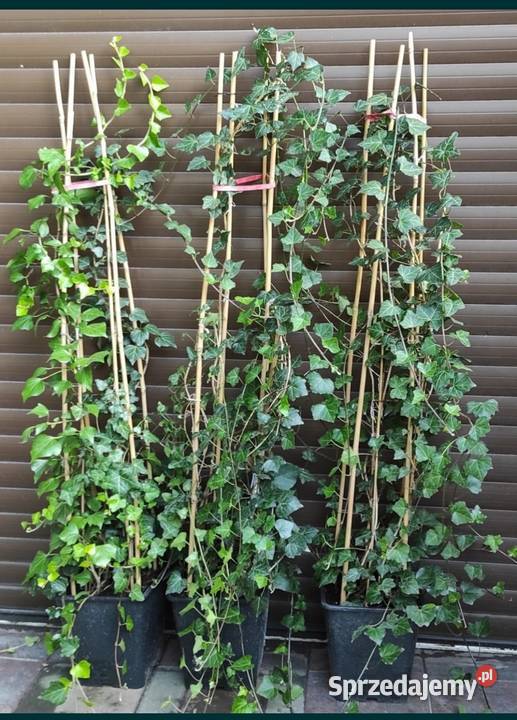 Szybki Żywoplot Bluszcz Hedera Helix mazowieckie