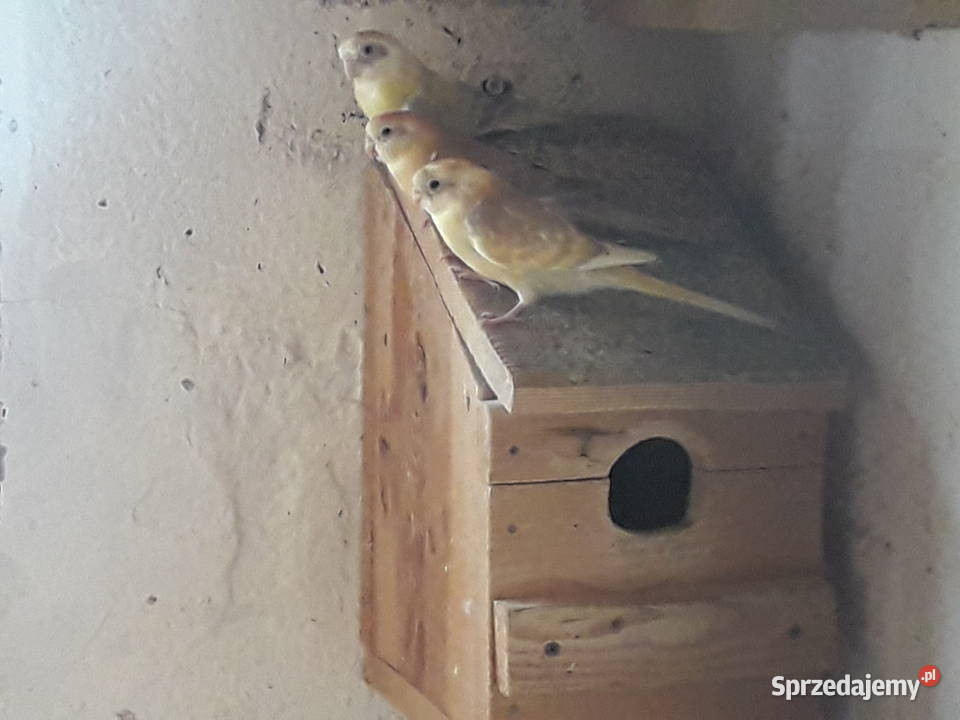 Świergoty i faliste Łopoń