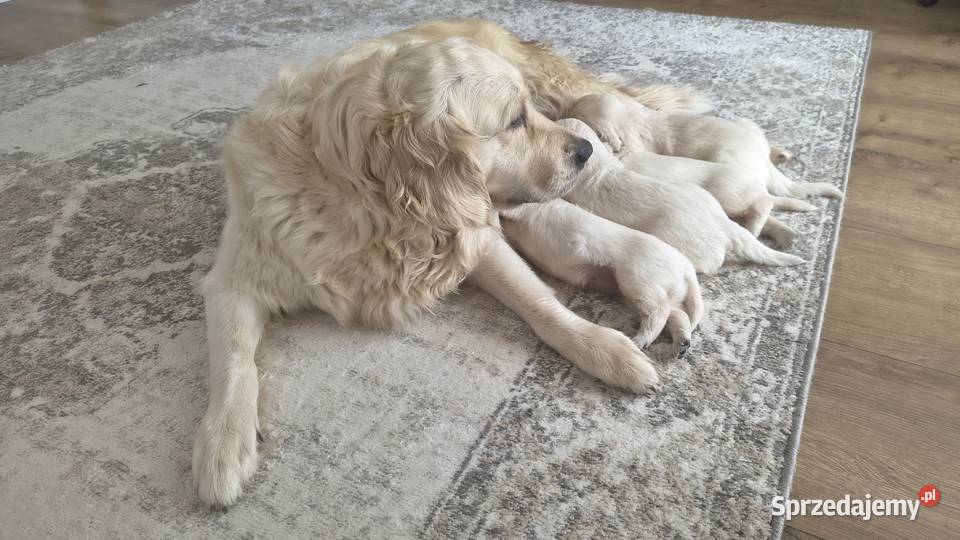 Szczenię Golden retriever Rusowo
