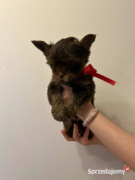 Yorkshire Terrier czekoladowy chłopiec Lublin sprzedam