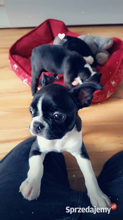 Boston terrier Nowy Tomyśl