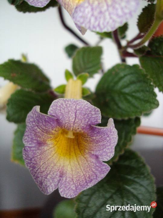 achimenes Bielsk