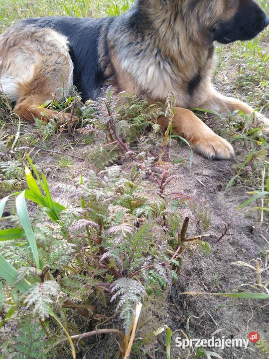 Facelia błękitna łódzkie Żarnów