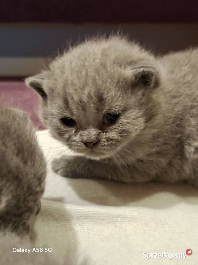 Kotka Brytyjska niebieska krótkowłosa lubuskie Świebodzin