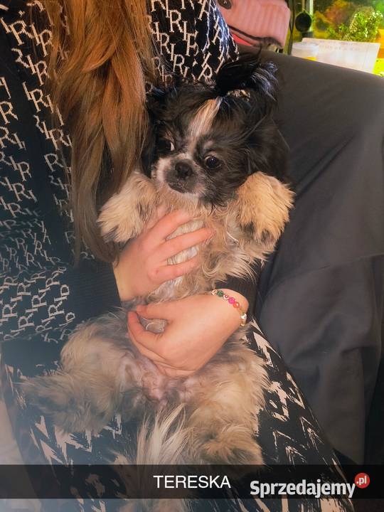 Pieski shih tzu wielkopolskie Gostyń