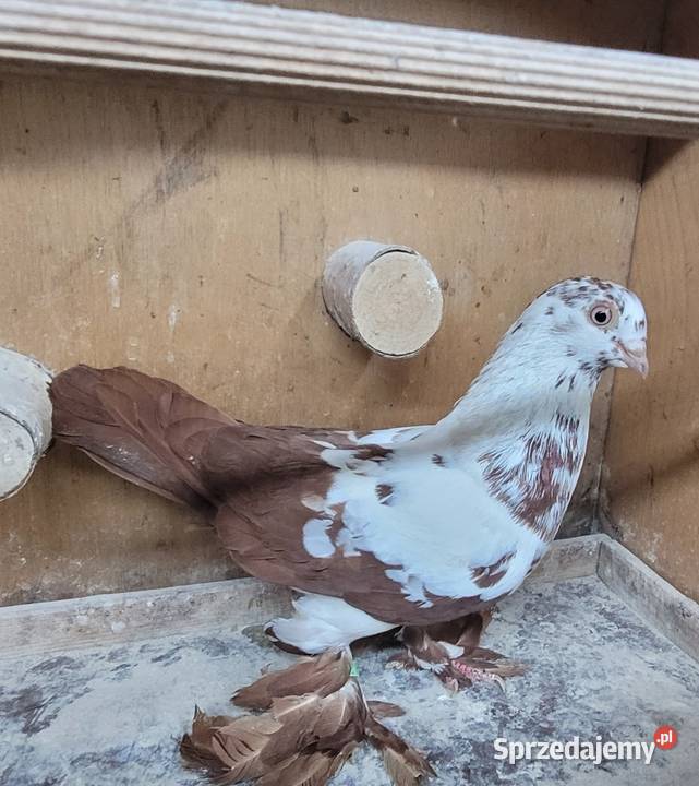 Gołębie Widyny polskie