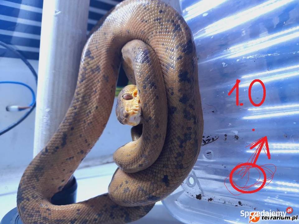 Boa leśne 12 corallus hortulanus dorosłe proven Leśna