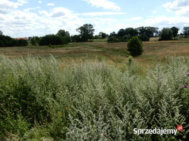 Syndyk sprzeda działki o numerze 2402 313 Trzeszyn