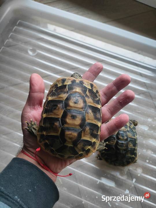 Żółw Grecki Zółw Lądowy Olsztyn