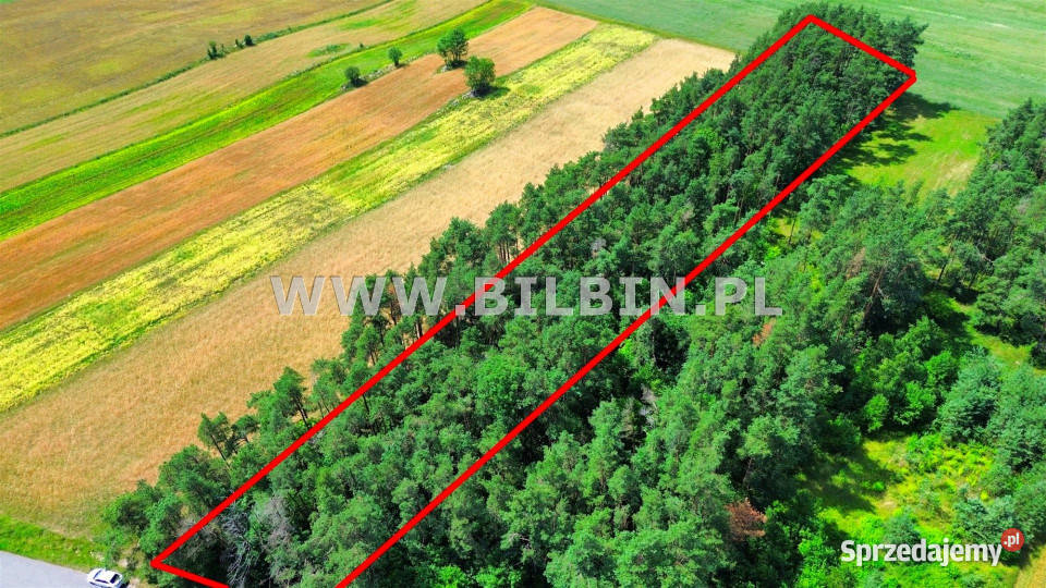 Grunt Morgi 9101m2 Sprzedaż sprzedam